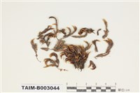 藏品(白齒苔科)的圖片